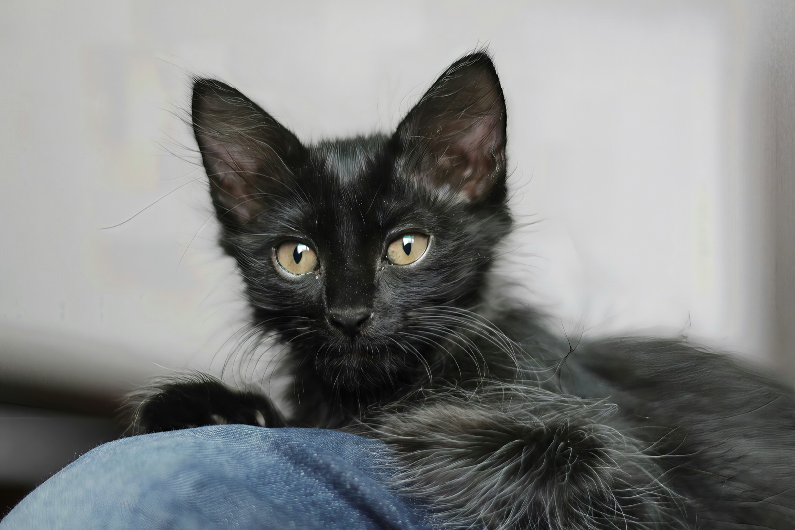 A black kitten resting on a blue blanket