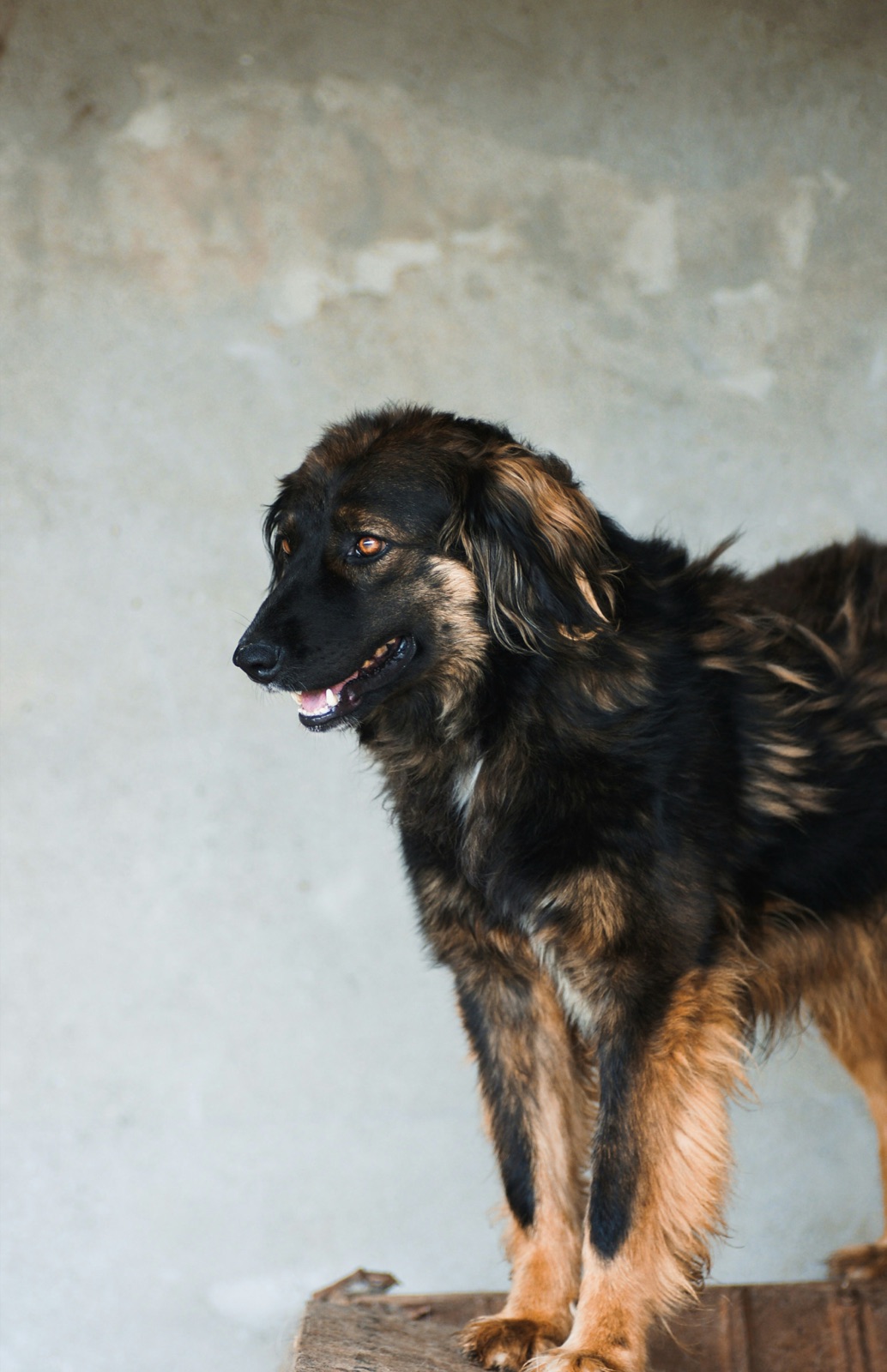 A black and tan long-haired dog standing in a shelter